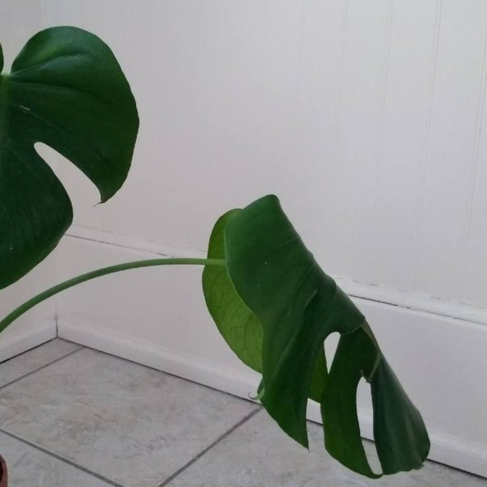 2 Monstera Cuttings | Private Listing